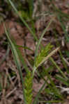 Thinfruit sedge